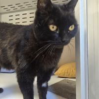 LAUREL, chat à adopter