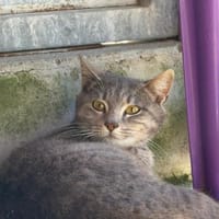 Angelo, chat à adopter