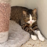 TITOU, chat à adopter