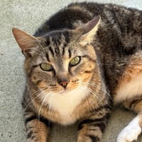 Twist, chat à adopter
