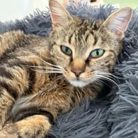 Tango, chat à adopter