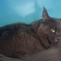 DOROTHEA, chatte à adopter