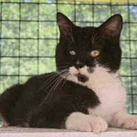 WILLOW, chat à adopter