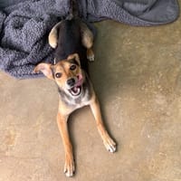 Daya, chienne à adopter