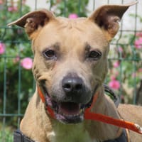 HYDRA, chienne à adopter