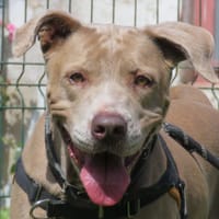 NIKKA, chienne à adopter