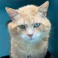 Fanta, chat à adopter