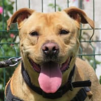 ALF, chien à adopter