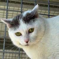 BRIANNA, chatte à adopter