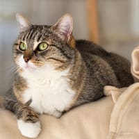 Nikita, chatte à adopter