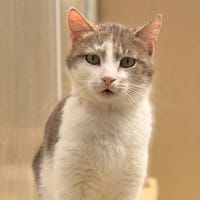 AZAR, chat à adopter