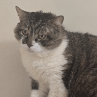 HAMILTON, chat à adopter