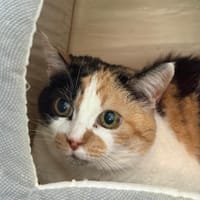 Pupuce, chatte à adopter