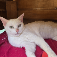 KETTY, chatte à adopter