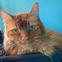 Ruby, chat à adopter