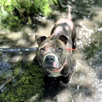 ICE, chien à adopter