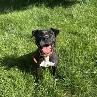TONIE, chienne à adopter