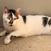 CALIN, chat à adopter