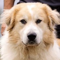 SKY, chien à adopter