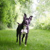 HARIBO, chien à adopter