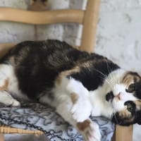 AMBRE, chatte à adopter