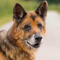 RAYSON SOS URGENT, chien à adopter