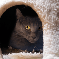 KIA A17264, chatte à adopter