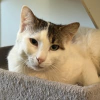 Shakespeare, chat à adopter