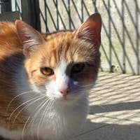 NELLE, chat à adopter