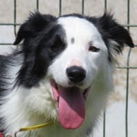 VIXY, chienne à adopter