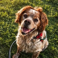 JACKO, chien à adopter