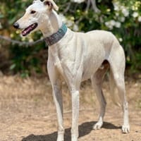 MULETA, chien à adopter
