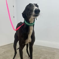 CAROLINA, chien à adopter