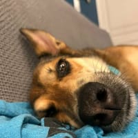 Je M'appel Demoiselle, chienne à adopter