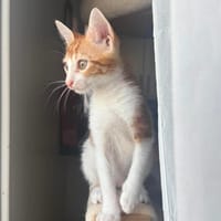SUNNY, chat à adopter