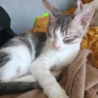 KYM, chatte à adopter
