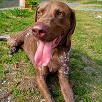 Kiara, le rayon de soleil, chienne à adopter