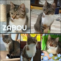 ZABOU, chatte à adopter