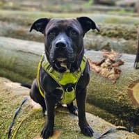 PaTy, douce et délicate, chienne à adopter