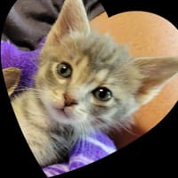 POUPPY, chatte à adopter