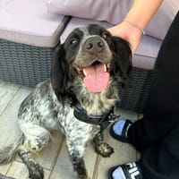 ✨️ ORKA ✨️ 🐶, chienne à adopter