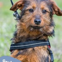 💙Szakall, freundlich, aktiv💙, Hund zur Adoption
