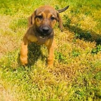Max sucht eine Familie, Hund zur Adoption