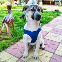 Joy ein total freundlicher Rüde, Hund zur Adoption