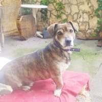 Dackelmix Fritz, Hund zur Adoption