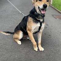 Nero- Liebevoller Rüde sucht seine, Hund zur Adoption