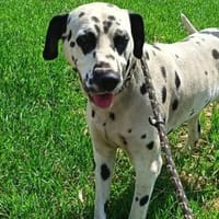 Tappy ist auf der Such nach Glück, Hund zur Adoption