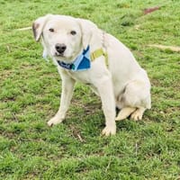 Labrador Mix Daniel, Hund zur Adoption