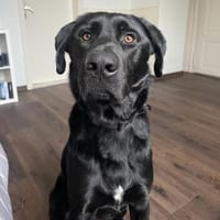 LUCKY BOY MÖCHTE BALD ANKOMMEN!, Hund zur Adoption