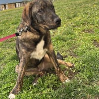 Monty ein toller braver Welpe, Hund zur Adoption